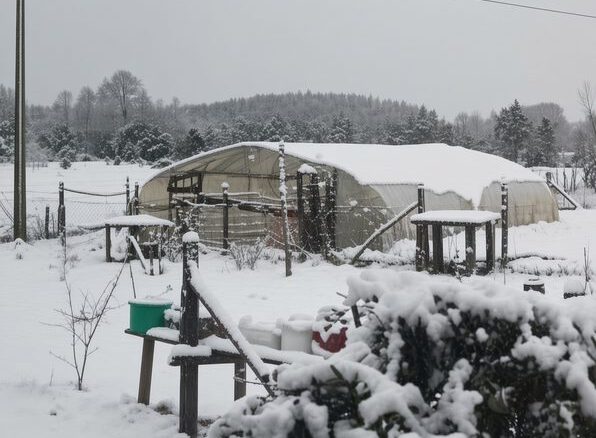 Paisaje rural en Collipulli cubierto por un manto de nieve tras un sistema frontal.