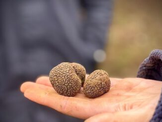 Productores locales en La Araucanía cosechando trufa negra para exportación