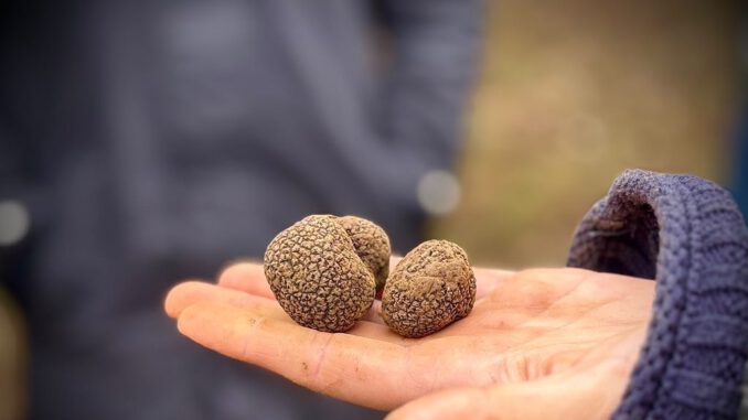 Productores locales en La Araucanía cosechando trufa negra para exportación