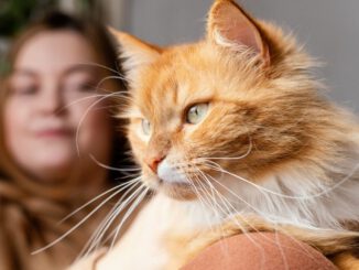 Gato doméstico descansando en un hogar chileno bajo cuidados responsables