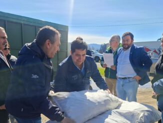 Autoridades del Minagri realizando la entrega de sacos de alimento animal a agricultores afectados en Purén.