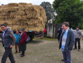 Entrega de fardos de forraje a campesinos por parte de la Municipalidad de Lumaco tras temporales