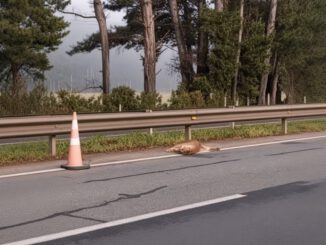 Ejemplar de puma macho adulto hallado sin vida en una ruta de Pailahueque en Ercilla