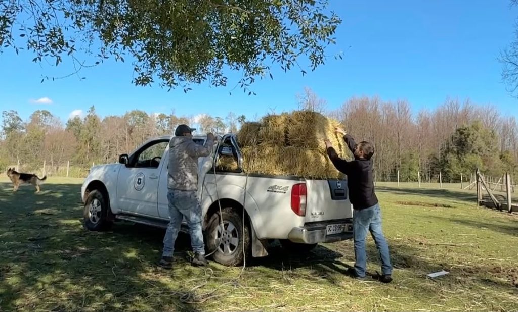 Entrega de fardos por parte de SOFO a agricultores afectados por el sistema frontal en Victoria