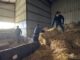 Entrega de fardos por parte de SOFO a agricultores afectados por el sistema frontal en Victoria
