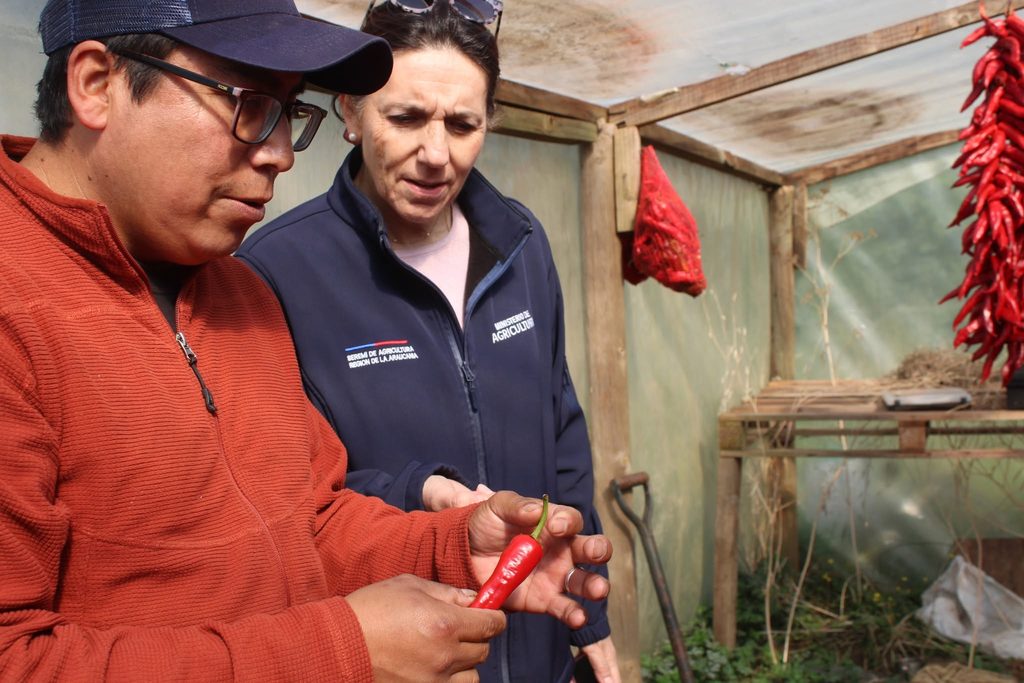 Productores de la agricultura familiar campesina participando en talleres de capacitación agrícola en La Araucanía.