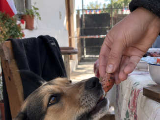 Veterinario advierte sobre alimentos peligrosos para perros durante los asados de Fiestas Patrias en Chile