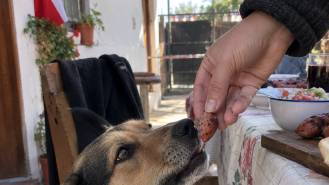 Veterinario advierte sobre alimentos peligrosos para perros durante los asados de Fiestas Patrias en Chile