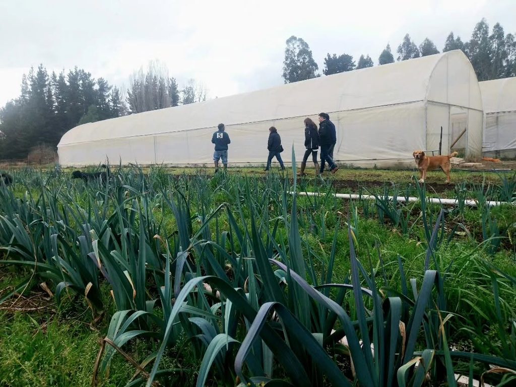 Agricultores de Nueva Imperial trabajando en sus cultivos con el apoyo de INDAP