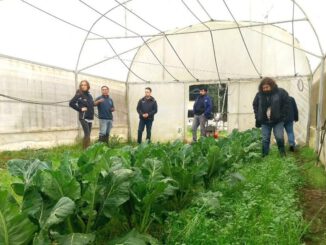 Agricultores de Nueva Imperial trabajando en sus cultivos con el apoyo de INDAP