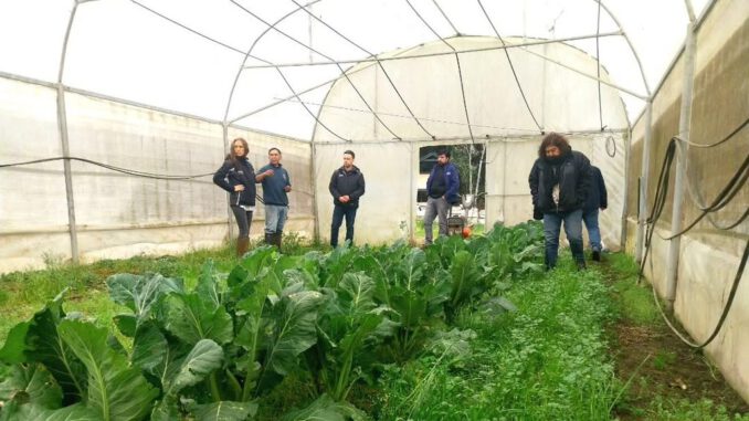 Agricultores de Nueva Imperial trabajando en sus cultivos con el apoyo de INDAP