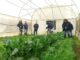 Agricultores de Nueva Imperial trabajando en sus cultivos con el apoyo de INDAP