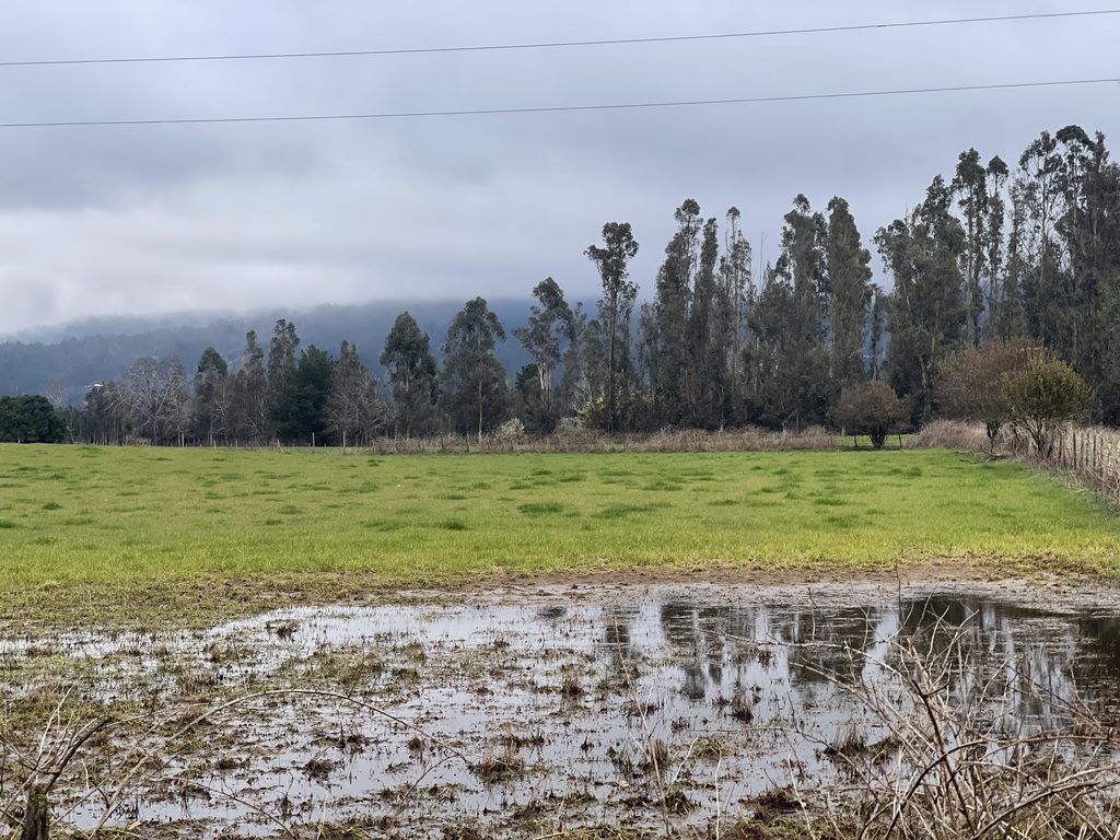 Especialistas de INIA Carillanca analizan praderas dañadas por inundaciones en La Araucanía