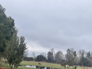 Especialistas de INIA Carillanca analizan praderas dañadas por inundaciones en La Araucanía