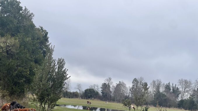 Especialistas de INIA Carillanca analizan praderas dañadas por inundaciones en La Araucanía
