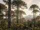 Bosque de araucarias milenarias en la cordillera de Nahuelbuta bajo amenaza climática