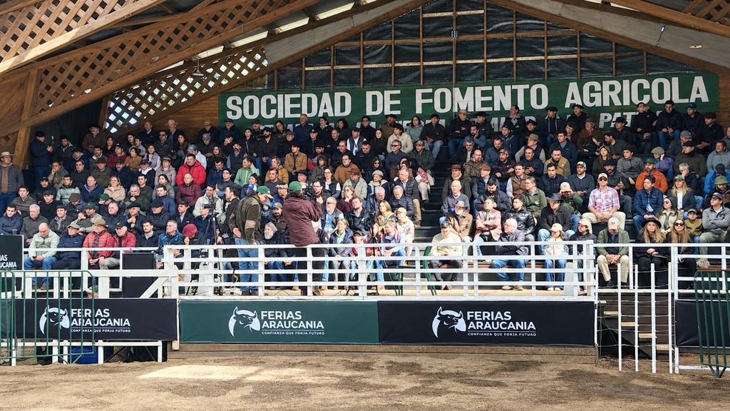 Ejemplares de ganado Angus en la Primera Expo Nacional realizada en Temuco
