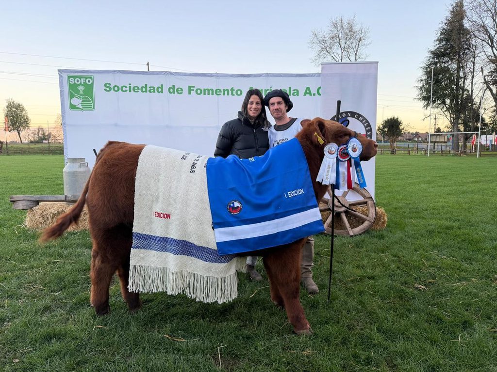 Ejemplares de ganado Angus en la Primera Expo Nacional realizada en Temuco