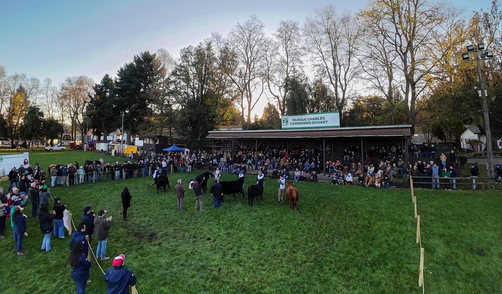 Ejemplares de ganado Angus en la Primera Expo Nacional realizada en Temuco