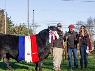 Ejemplares de ganado Angus en la Primera Expo Nacional realizada en Temuco