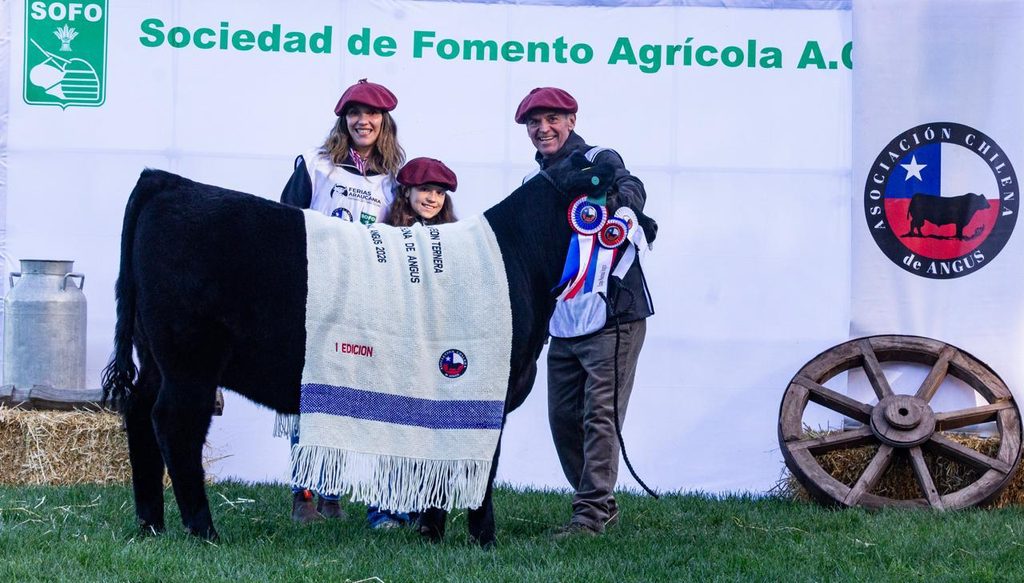 Ejemplares de ganado Angus en la Primera Expo Nacional realizada en Temuco