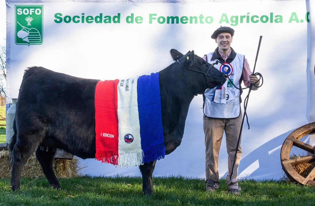 Ejemplares de ganado Angus en la Primera Expo Nacional realizada en Temuco