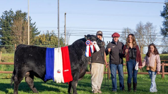 Ejemplares de ganado Angus en la Primera Expo Nacional realizada en Temuco