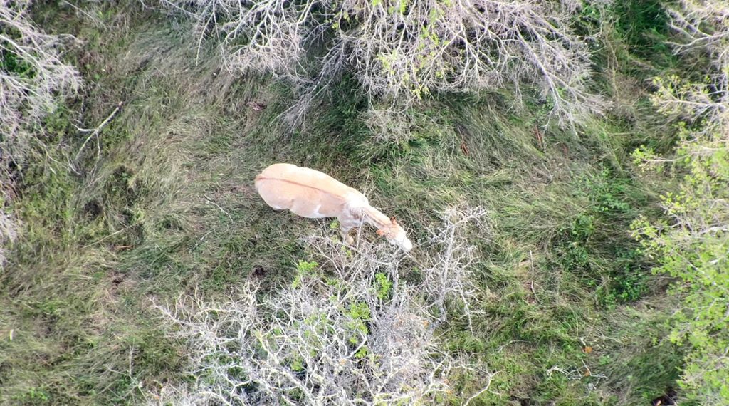 Dron de la PDI sobrevolando un terreno rural para la búsqueda de ganado robado
