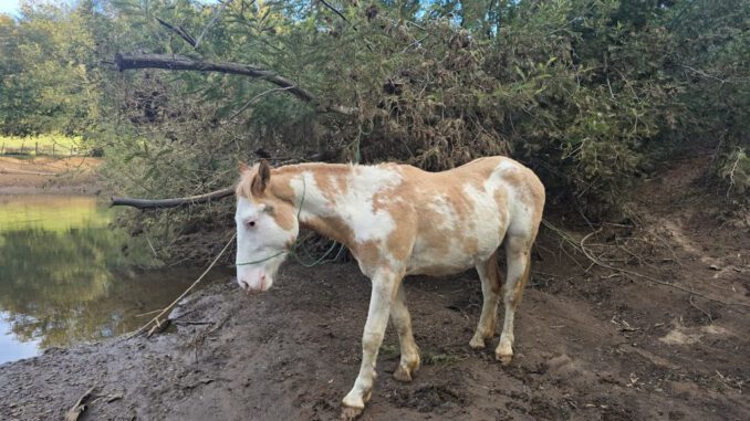 Dron de la PDI sobrevolando un terreno rural para la búsqueda de ganado robado