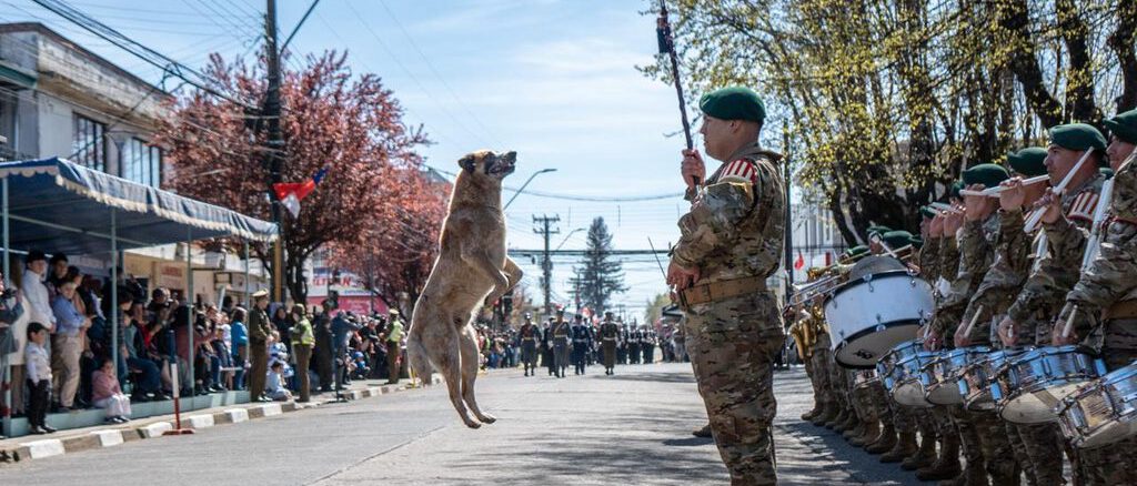 Perrito callejero jugando con la guaripola durante el desfile de la Parada Militar en Victoria