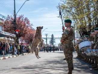 Perrito callejero jugando con la guaripola durante el desfile de la Parada Militar en Victoria