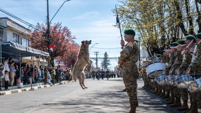 Perrito callejero jugando con la guaripola durante el desfile de la Parada Militar en Victoria
