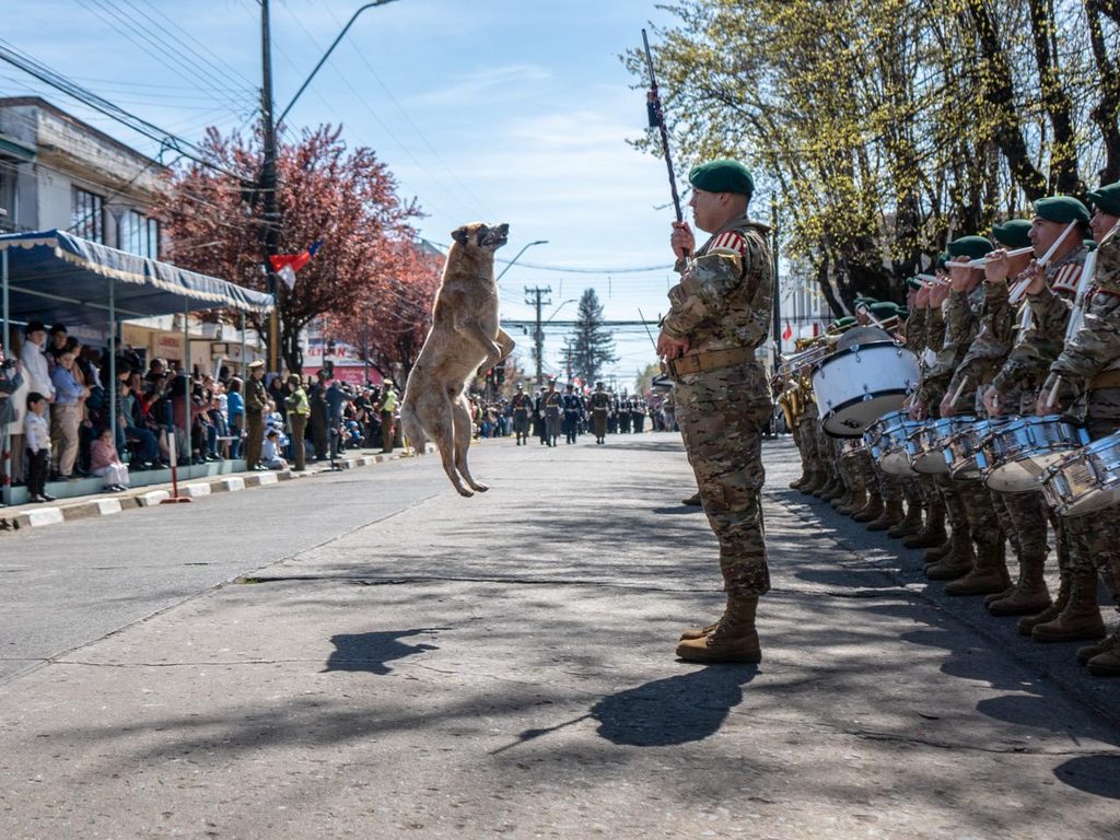 Perrito callejero jugando con la guaripola durante el desfile de la Parada Militar en Victoria