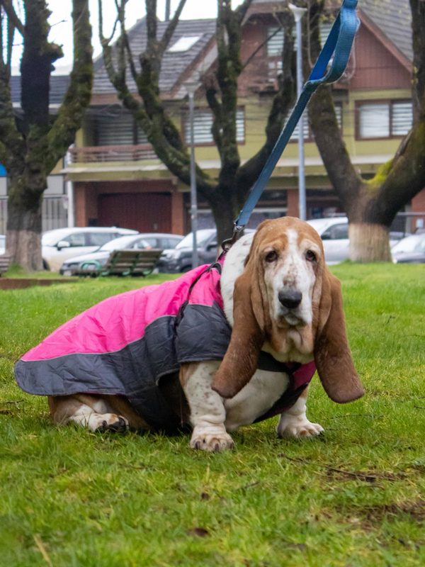 Jornada de vacunación antirrábica para perros y gatos en la comuna de Victoria con apoyo municipal