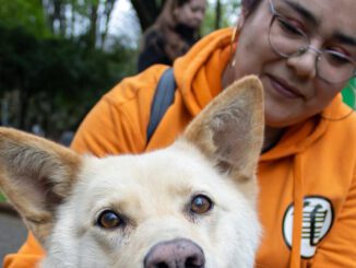 Jornada de vacunación antirrábica para perros y gatos en la comuna de Victoria con apoyo municipal