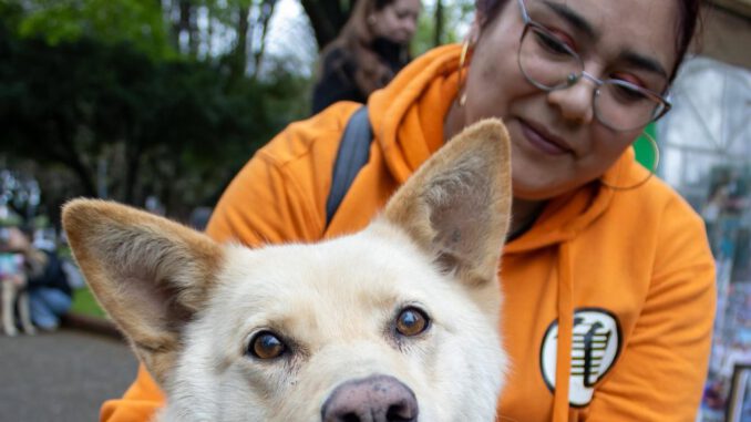 Jornada de vacunación antirrábica para perros y gatos en la comuna de Victoria con apoyo municipal
