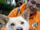Jornada de vacunación antirrábica para perros y gatos en la comuna de Victoria con apoyo municipal