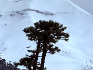 Niños y niñas de La Araucanía realizando trekking en la Reserva Nacional Malalcahuello