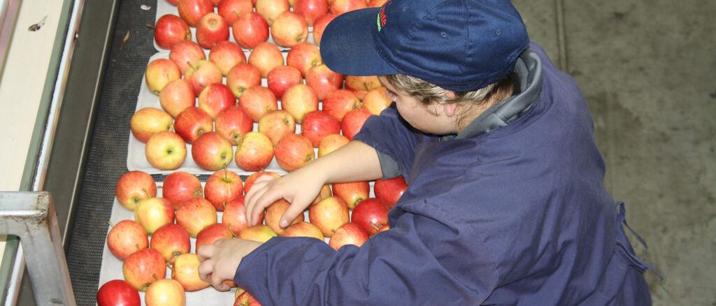 Trabajadores y empleadores en La Araucanía pueden postular al Subsidio Unificado al Empleo para fomentar la contratación formal.
