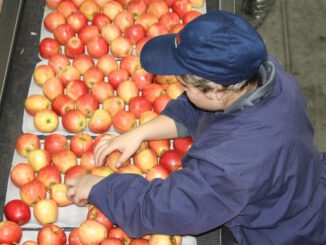 Trabajadores y empleadores en La Araucanía pueden postular al Subsidio Unificado al Empleo para fomentar la contratación formal.