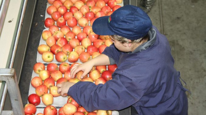 Trabajadores y empleadores en La Araucanía pueden postular al Subsidio Unificado al Empleo para fomentar la contratación formal.