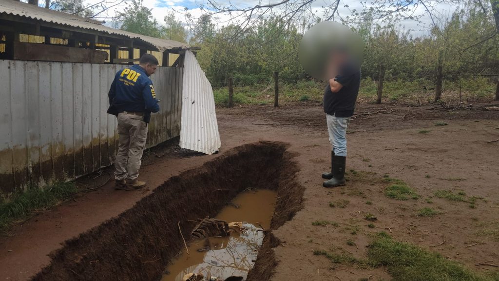 Operativo policial de la PDI y decomiso de carne en matadero clandestino de Gorbea