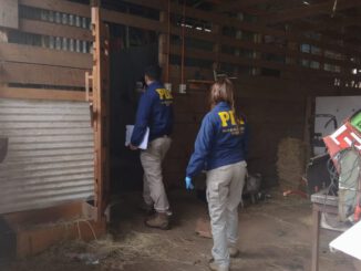 Operativo policial de la PDI y decomiso de carne en matadero clandestino de Gorbea