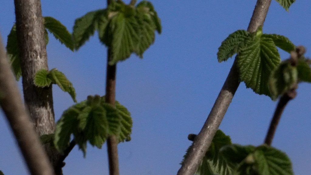Planta de procesamiento de avellanas europeas en el Fundo Las Murras de Loncoche