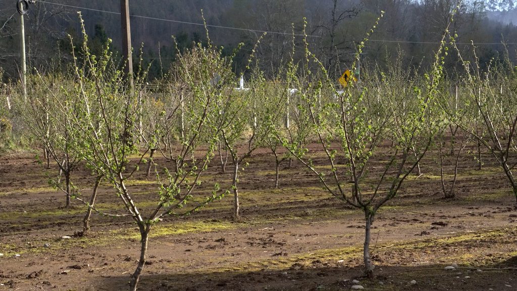 Planta de procesamiento de avellanas europeas en el Fundo Las Murras de Loncoche