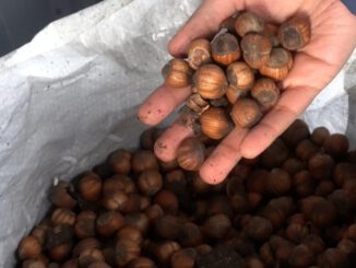 Planta de procesamiento de avellanas europeas en el Fundo Las Murras de Loncoche