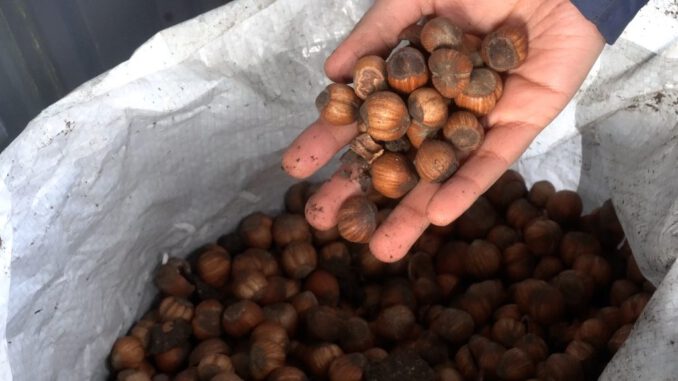 Planta de procesamiento de avellanas europeas en el Fundo Las Murras de Loncoche