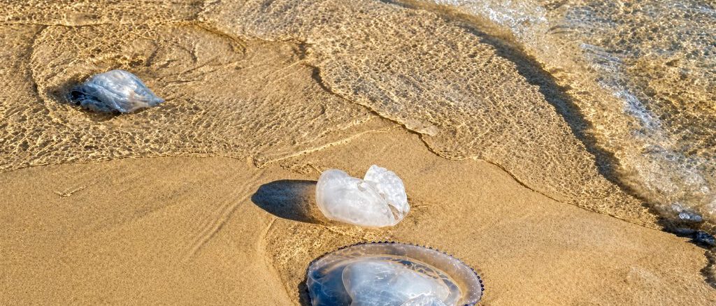 Ejemplar de fragata portuguesa en la arena de playa Maule en Puerto Saavedra