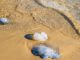 Ejemplar de fragata portuguesa en la arena de playa Maule en Puerto Saavedra