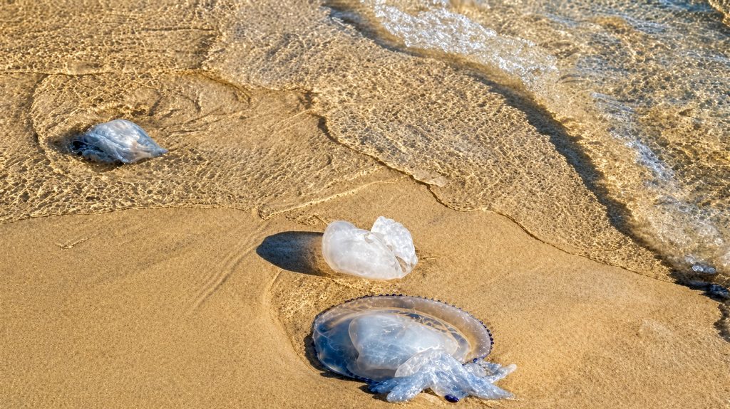 Prohíben el baño en playa Maule de Puerto Saavedra por presencia de fragata portuguesa
